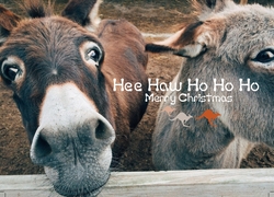 A6 Postcard,  Xmas, Christmas, animals, pets